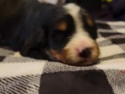 Puppy updates